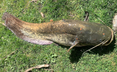 Fischen 1.5.26